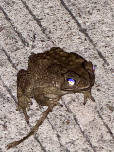 Asian Common Toad