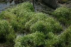 Stellaria crassifolia