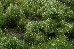Stellaria crassifolia
