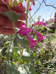 Penstemon pseudospectabilis