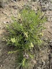 author not stated, no rights reserved Salvia engelmannii, photograph author not stated, no rights reserved