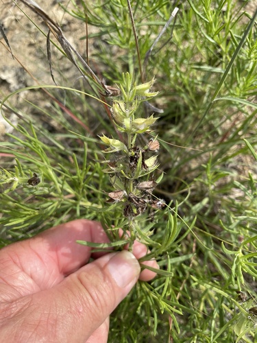 Salvia engelmannii, photograph 4