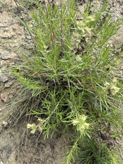 author not stated, no rights reserved Salvia engelmannii, photograph author not stated, no rights reserved