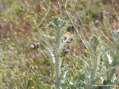 Carduus pycnocephalus