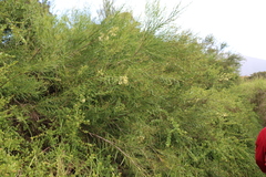 Freylinia lanceolata, photograph (c) Tony Rebelo, some rights reserved (CC BY-SA)