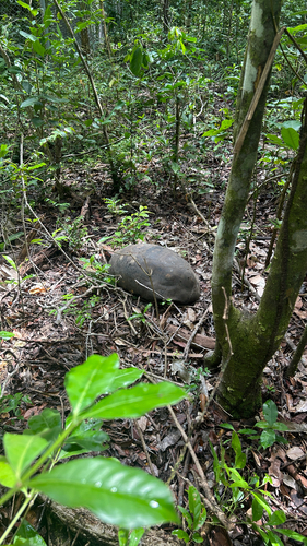 Red-footed Tortoise
