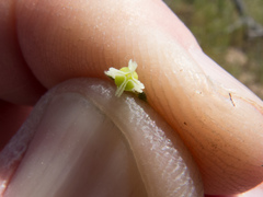 Cryptantha cycloptera