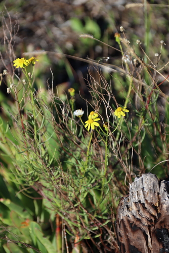 Senecio burchellii, photograph 5