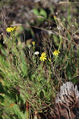 Senecio burchellii, photograph (c) Tony Rebelo, some rights reserved (CC BY-SA)