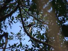 Andigena laminirostris