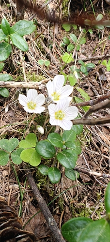 European wood-sorrel
