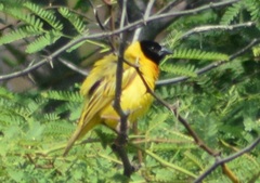 Ploceus melanocephalus