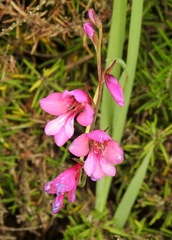 Gladiolus italicus