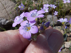 Gilia flavocincta