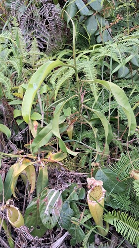 Nepenthes maxima