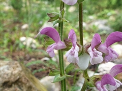 Salvia hierosolymitana