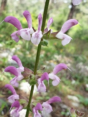 Salvia hierosolymitana