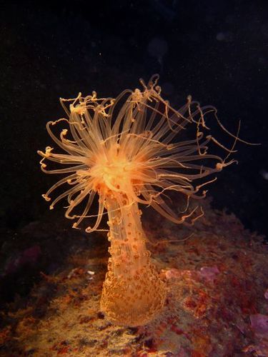 berried anemone