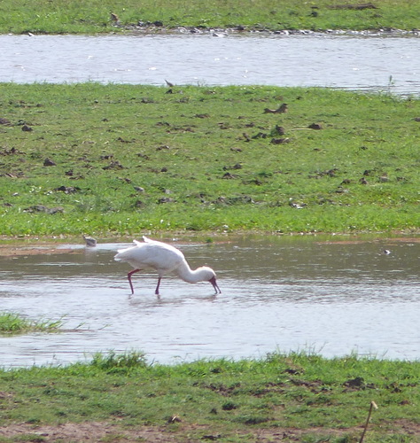iNaturalist image