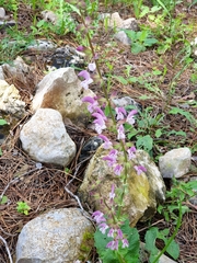 Salvia hierosolymitana