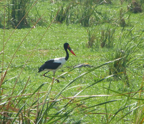 iNaturalist image