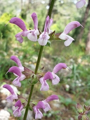 Salvia hierosolymitana