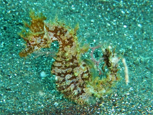 Short-snouted seahorse (Hippocampus hippocampus) — Syngnathidae — 4