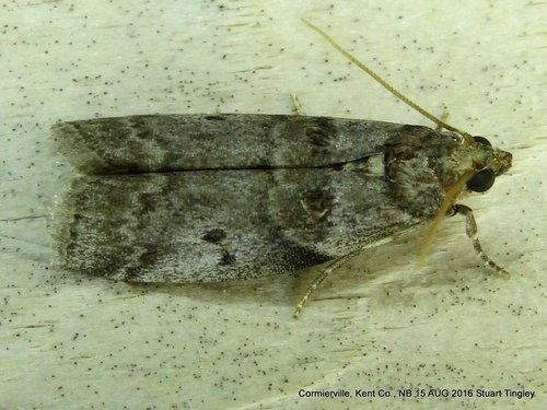 Birch Tubemaker Moth