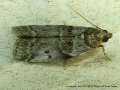 Acrobasis betulella