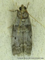 Acrobasis betulella