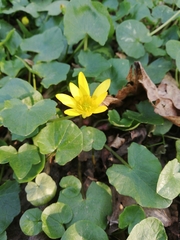 Ficaria verna