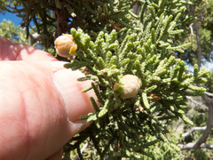 Walshomyia juniperina