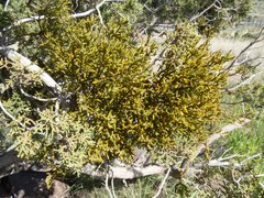 Phoradendron capitellatum