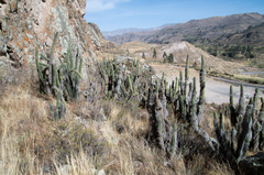 Trichocereus cuzcoensis