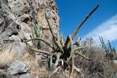 Trichocereus cuzcoensis