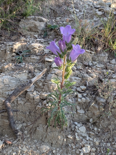 Campanula speciosa, photograph 5