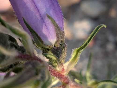 Campanula speciosa, photograph 6