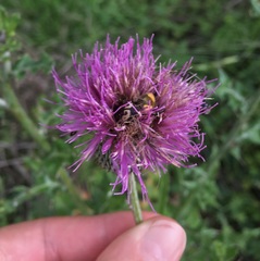 Trichiotinus texanus