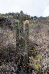 Trichocereus cuzcoensis