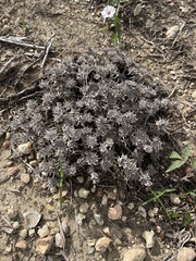 Diaperia prolifera, photograph author not stated, no rights reserved