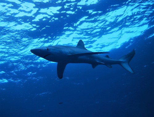 Photo of Blue shark (Prionace glauca)