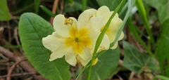 Primula vulgaris