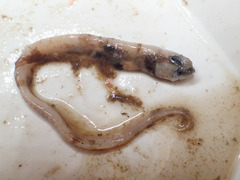 Atlantic Soft Pout photo 2