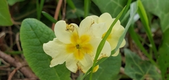 Primula vulgaris