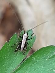 Pholidoptera