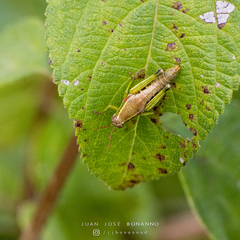 Propedies fusiformis