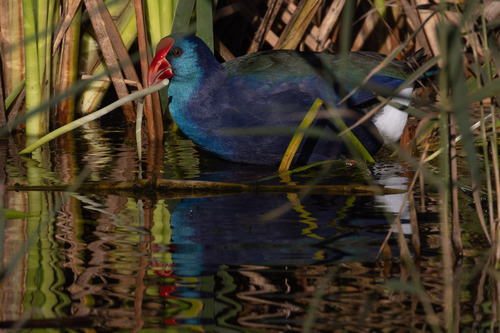 iNaturalist image