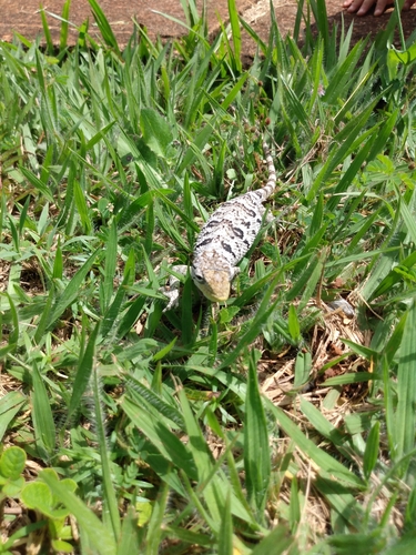Brazilian Bush Anole
