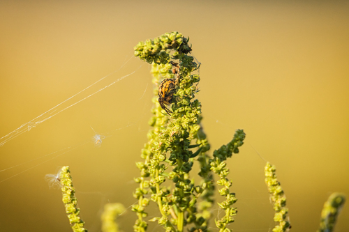 Bordered Orbweaver