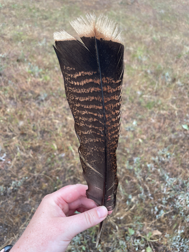 Plume de Dindon sauvage